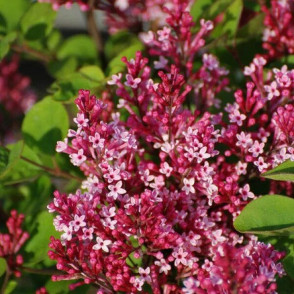 Сирень «Ред Пикси»  (Red Pixie)