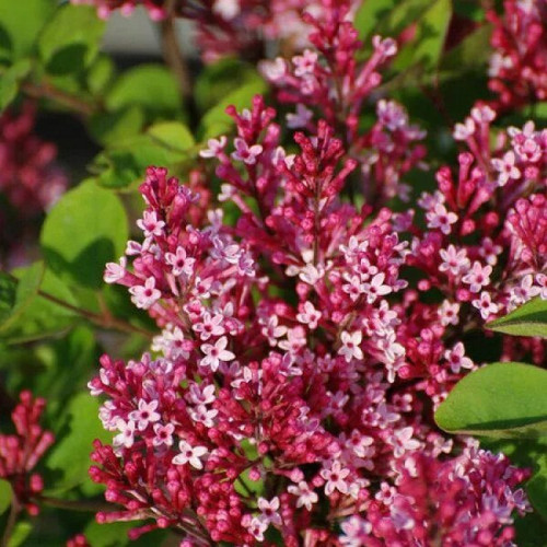 Сирень «Ред Пикси»  (Red Pixie)