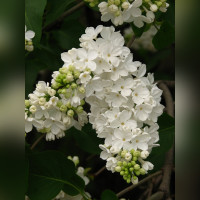 Сирень «Флора»