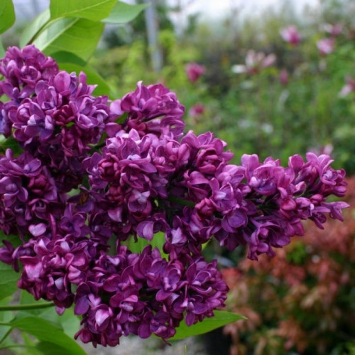 Сирень «Шарль Джоли»