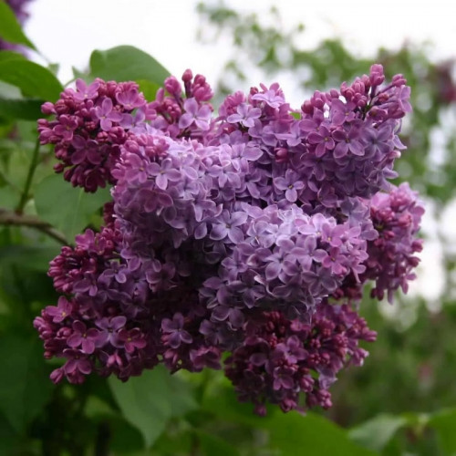 Сирень Венгерка