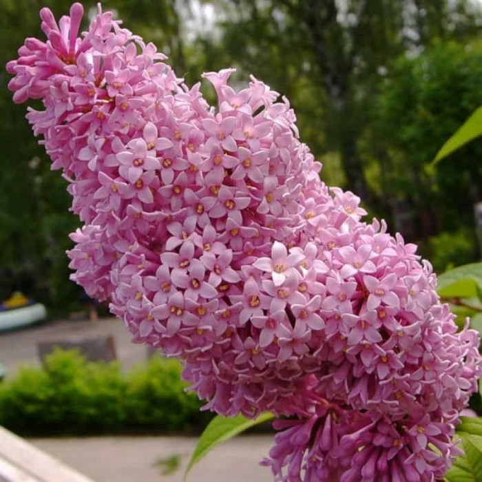 Сирень Венгерская розовая