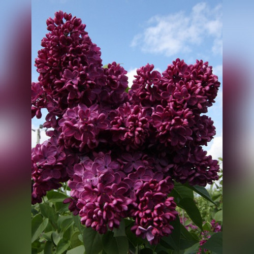 Сирень Знамя Ленина