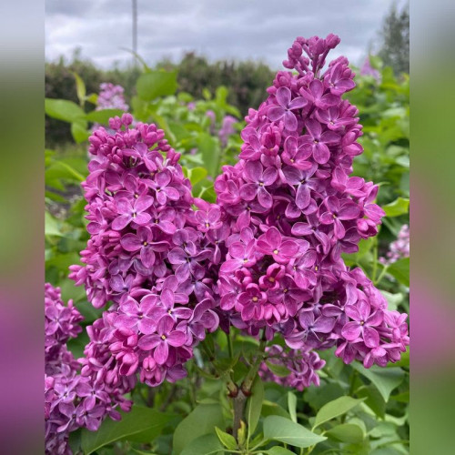 Сирень Индия