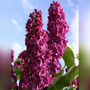 Сирень Людвиг Шпет