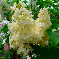 Сирень Примроуз (Primrose)