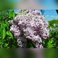 Сирень обыкновенная «Генерал Першинг»