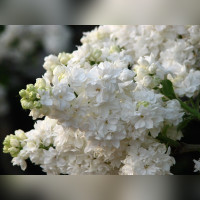 Сирень обыкновенная Моник Лемуан