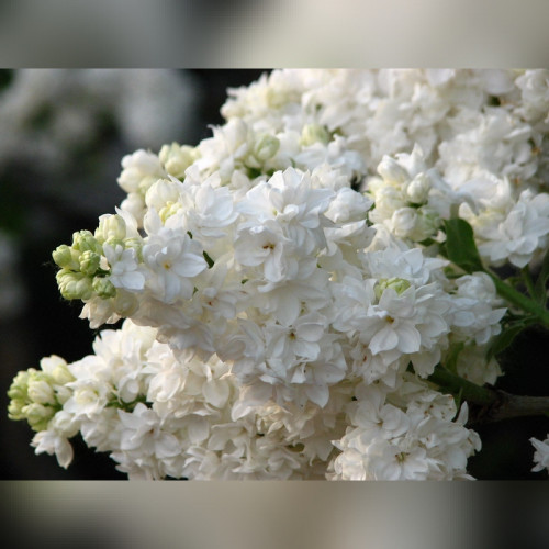 Сирень обыкновенная Моник Лемуан