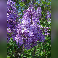 Сирень обыкновенная