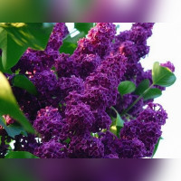 Сирень персидская «Нибра» (Nibra)