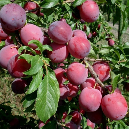 Слива «Алёнушка»