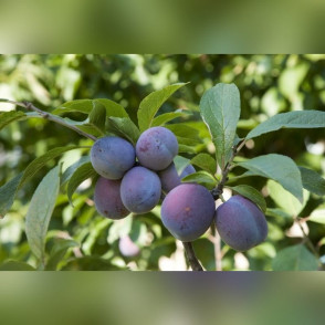 Слива «Венгерка Московская»