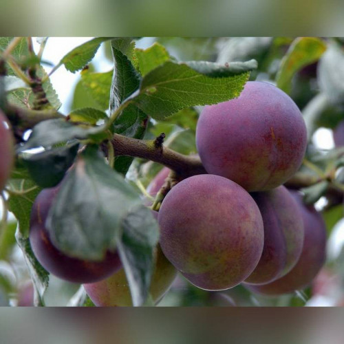 Слива «Конфетная»