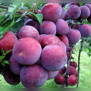 Слива «Лето»