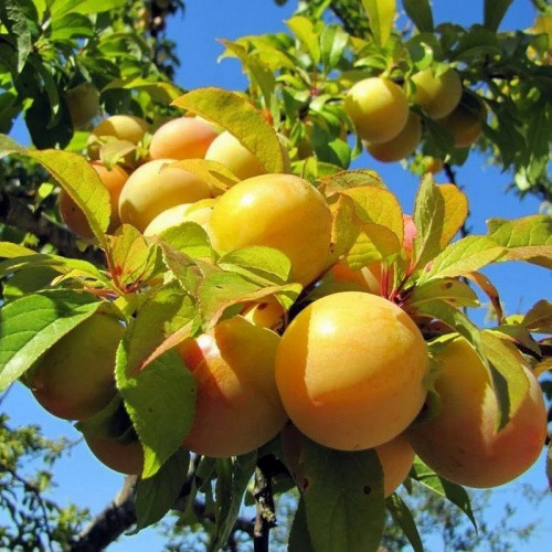 Слива «Медовая Желтая»