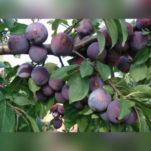 Слива «Ренклод советский»