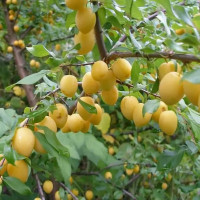 Слива «Светлячок»