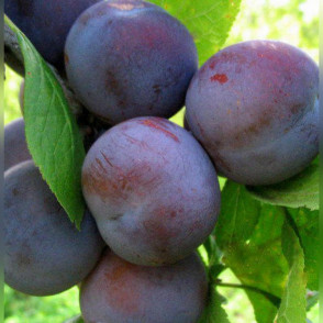 Слива «Этюд»