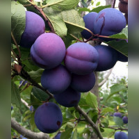 Слива Заречная Ранняя