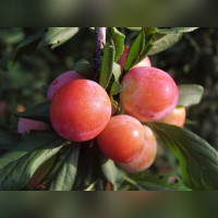 Слива Китайская Обильная