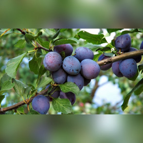 Слива Окская (Prunus Okskaya)