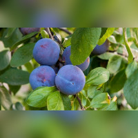 Слива Стартовая