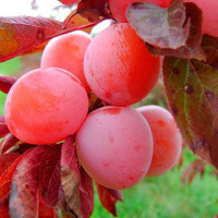 Слива китайская Красный шар