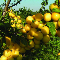 Слива сонейка