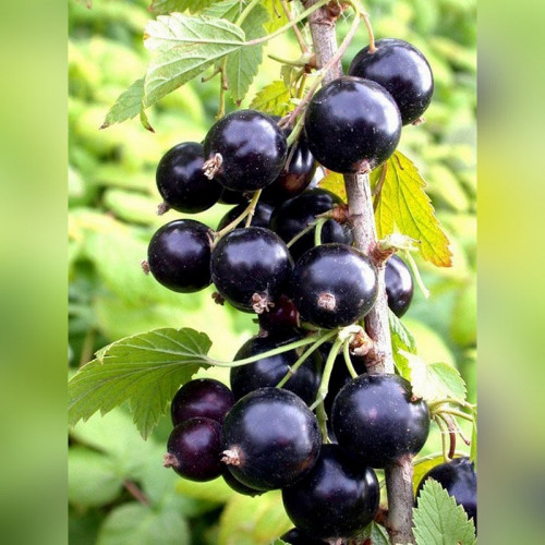 Смородина «Багира»