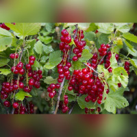 Смородина «Виксне»