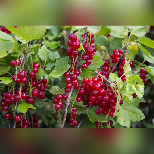 Смородина «Виксне»