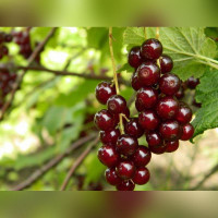 Смородина «Гранатовая»