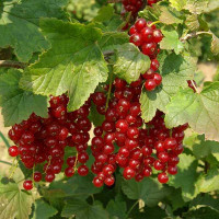 Смородина «Джонкер Ван Тетс»