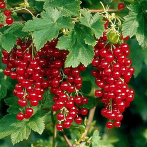 Смородина «Красная Голландская»