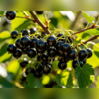 Смородина «Тамерлан»