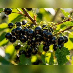 Смородина «Тамерлан»