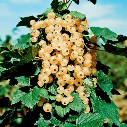 Смородина Бланка (белая) на штамбе