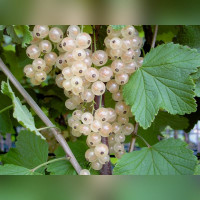 Смородина белая Белая Фея
