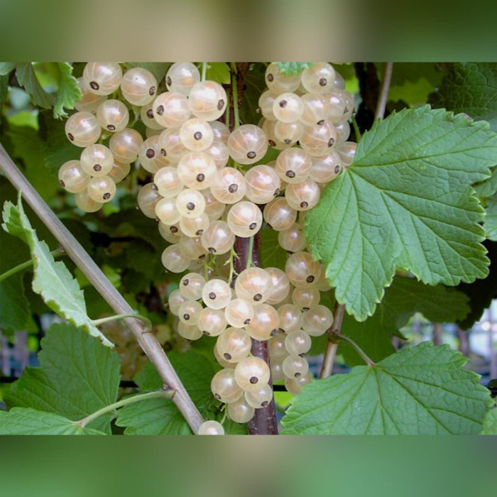 Смородина белая Белая Фея