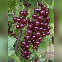 Смородина красная «Гранатовая»