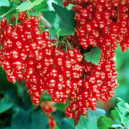 Смородина красная «Джонкер Ван Тетс» на штамбе