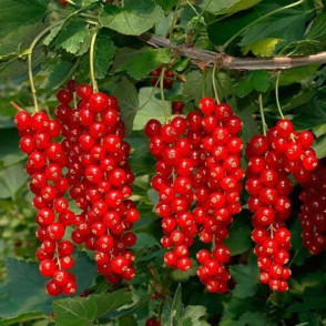 Смородина красная Ровада