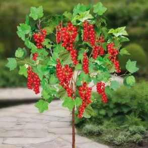 Смородина красная Троицкая