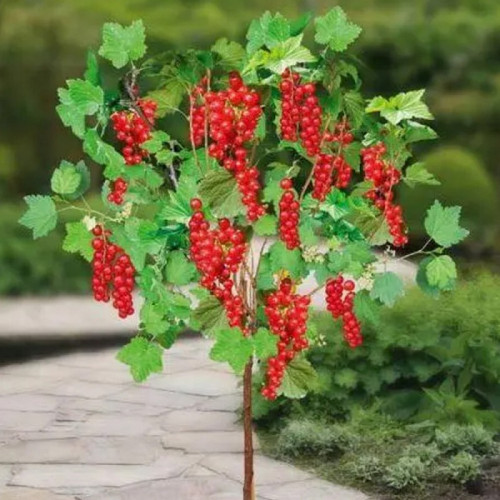 Смородина красная Троицкая