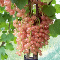 Смородина розовая