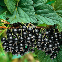 Смородина черная «Селеченская»