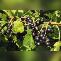 Смородина черная Аспирантская (Currant Postgraduate)