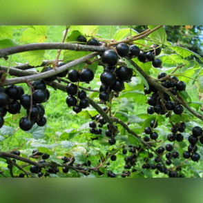 Смородина черная Биг Бен