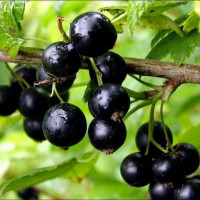 Смородина черная Добрый Джин (The Good Genie)